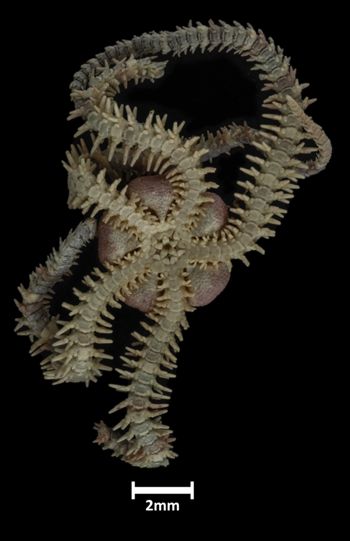 Media type: image;   Invertebrate Zoology OPH-5055 Description: Underside view of single ophiuroid specimen with a scale bar.;  Aspect: ventral
